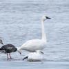 Tundra Swan photo by Roger Dietrich