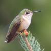 Calliope Hummingbird photo by Ricky D. Olson