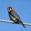 American Kestrel photo by Kelly Preheim