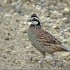 Northern Bobwhite photo by Kelly Preheim