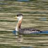 Red-necked Grebe photo by Kelly Preheim