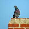 Rock Pigeon photo by Kelly Preheim