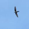 White-throated Swift photo by Kelly Preheim