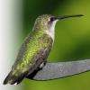 Ruby-throated Hummingbird photo by Kelly Preheim