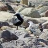 Black-bellied Plover photo by Kelly Preheim