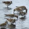 White-rumped Sandpiper photo by Kelly Preheim