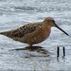 Short-billed Dowitcher photo by Kelly Preheim
