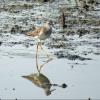 Lesser Yellowlegs photo by Kelly Preheim