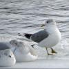 Short-billed Gull photo by Kelly Preheim