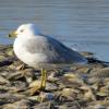 Ring-billed Gull photo by Kelly Preheim