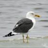 Lesser Black-backed Gull photo by Kelly Preheim