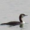 Pacific Loon photo by Kelly Preheim
