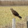 Northern Harrier photo by Kelly Preheim