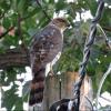 Cooper's Hawk photo by Kelly Preheim