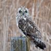 Short-eared Owl photo by Kelly Preheim