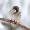 Eurasian Tree Sparrow photo by Irene Colling