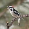 Hairy Woodpecker photo by Irene Colling
