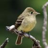 Yellow-bellied Flycatcher photo by Irene Colling