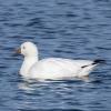 Ross's Goose photo by Roger Dietrich