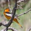 Bullock's Oriole photo by Kelly Preheim