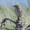 Brewer's Sparrow photo by Kelly Preheim