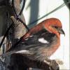 White-winged Crossbill photo by Kelly Preheim