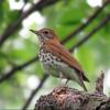 Wood Thrush photo by Kelly Preheim