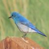Mountain Bluebird photo by Kelly Preheim