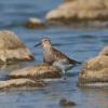 Pectoral Sandpiper photo by Roger Dietrich