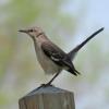 Northern Mockingbird photo by Kelly Preheim