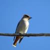 Bohemian Waxwing photo by Kelly Preheim