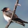Cliff Swallow photo by Kelly Preheim