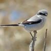 Loggerhead Shrike photo by Kelly Preheim