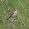 Henslow's Sparrow photo by Doug Chapman