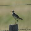 Upland Sandpiper photo by Doug Chapman