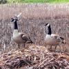 Canada Goose photo by Mick Zerr