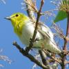 Yellow-throated Vireo photo by Kelly Preheim