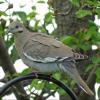 White-winged Dove photo by Kelly Preheim