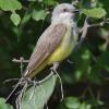 Western Kingbird photo by Roger Dietrich