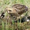 American Bittern photo by Mick Zerr