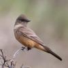 Say's Phoebe photo by Doug Backlund