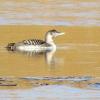 Yellow-billed Loon photo by Kelly Preheim