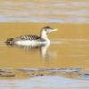 Yellow-billed Loon photo by Kelly Preheim