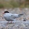 Arctic Tern photo by Doug Backlund