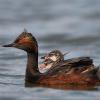 Eared Grebe photo by Doug Backlund