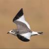 Sabine's Gull photo by Doug Backlund