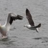 Great Black-backed Gull photo by Doug Backlund