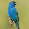 Indigo Bunting photo by Doug Backlund