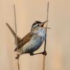 Marsh Wren photo by Doug Backlund