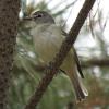 Plumbeous Vireo photo by Kelly Preheim